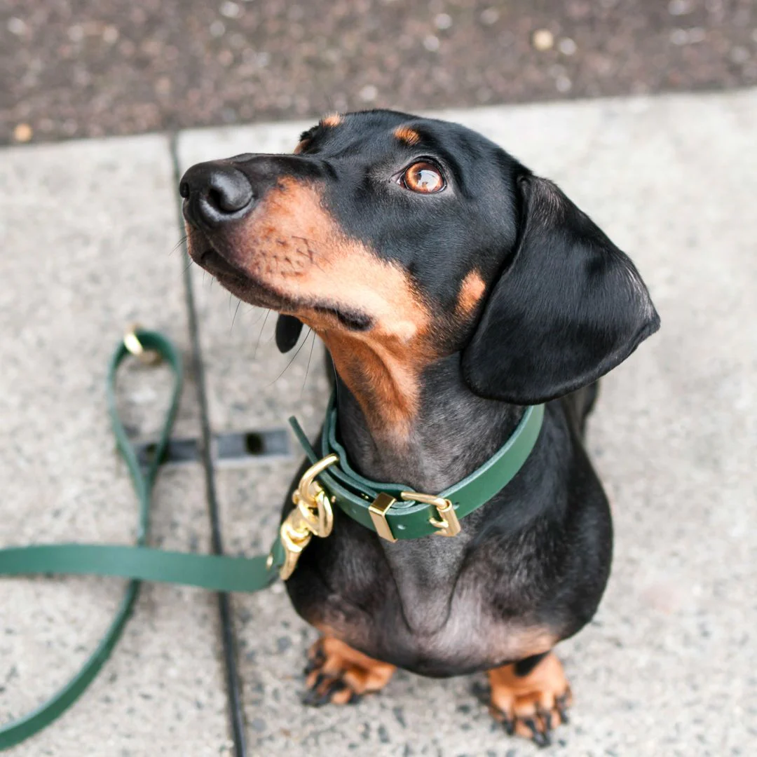 green dog collar and leash