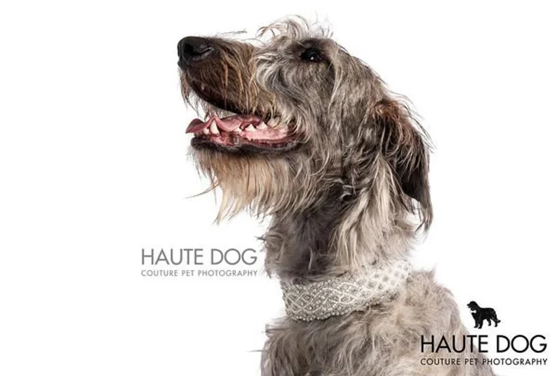 rhinestone dog collar