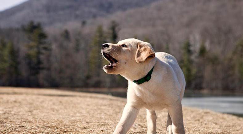 dog barking