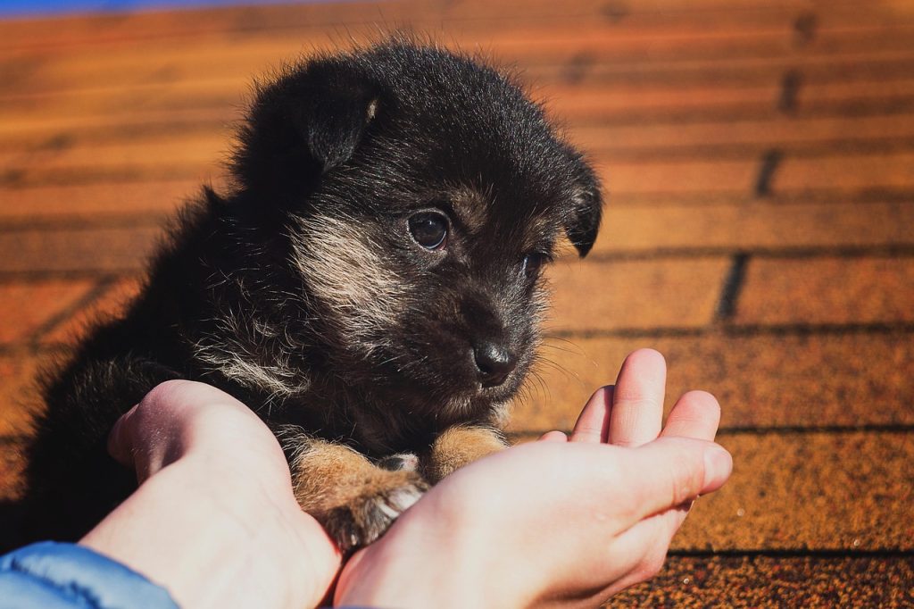 puppy and human hands