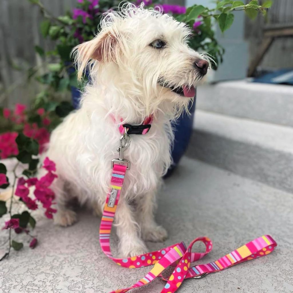 dog wearing pink striped leash and collar