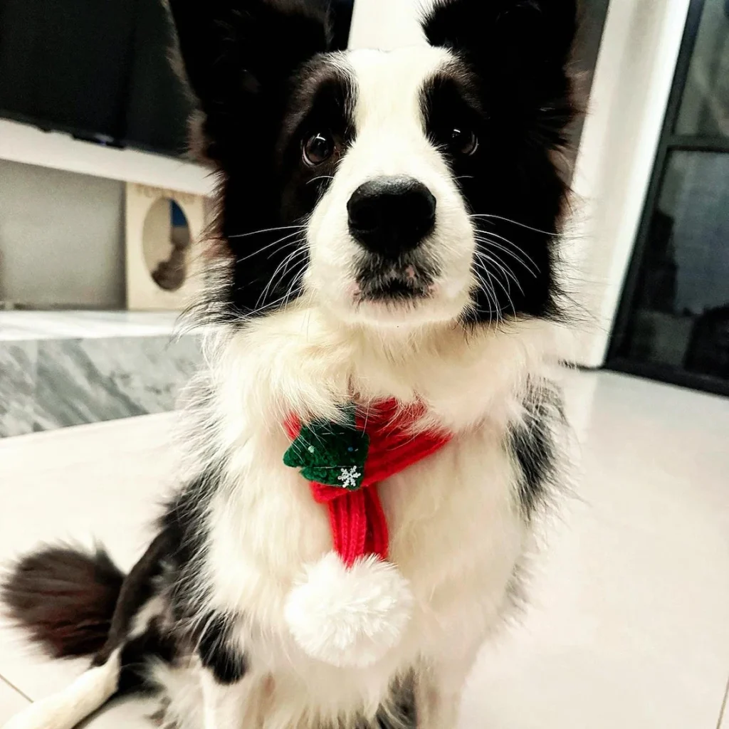 dog wearing red scarf