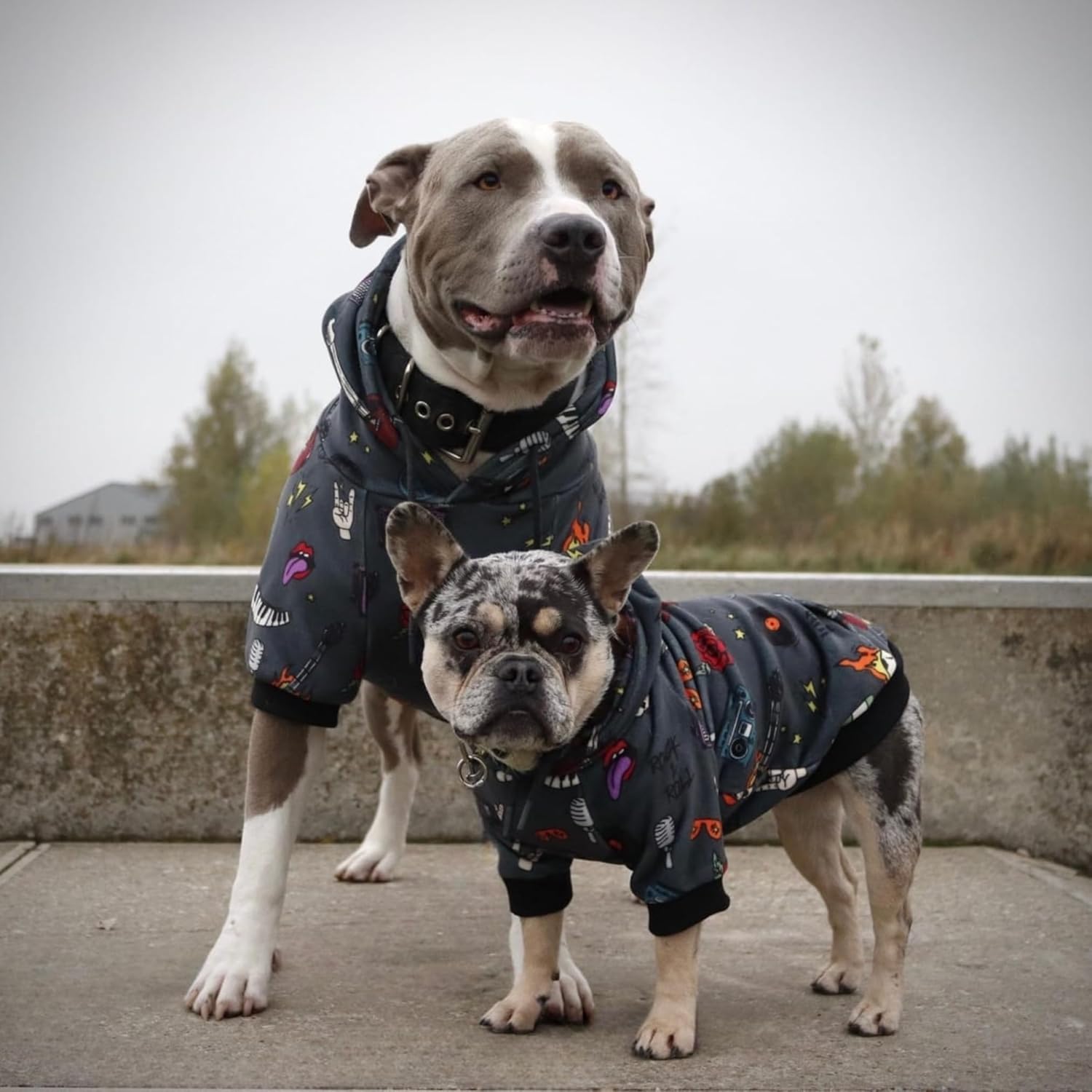 2 dogs wearing gray hoodies