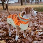 dog wearing orange and white coat