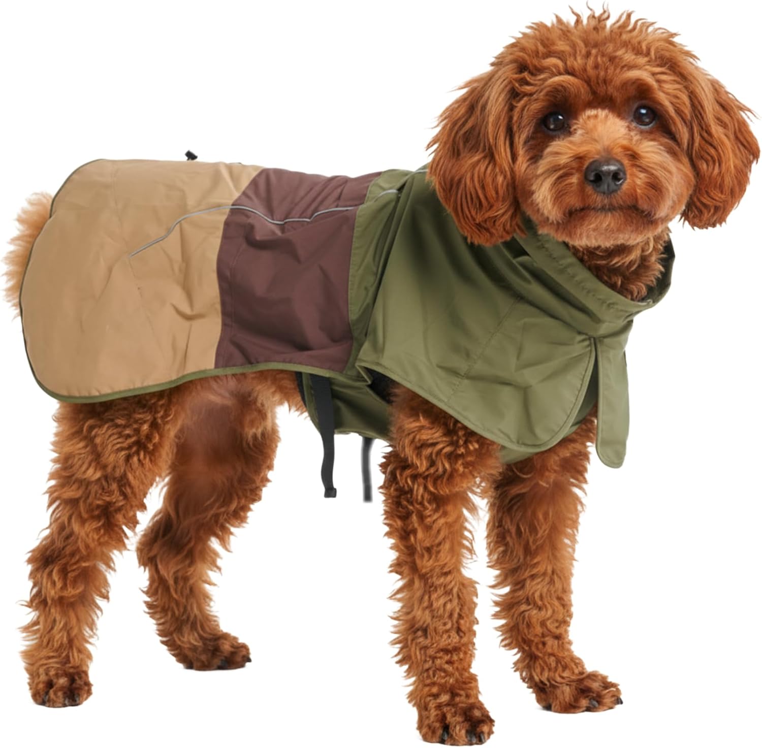 dog wearing raincoat