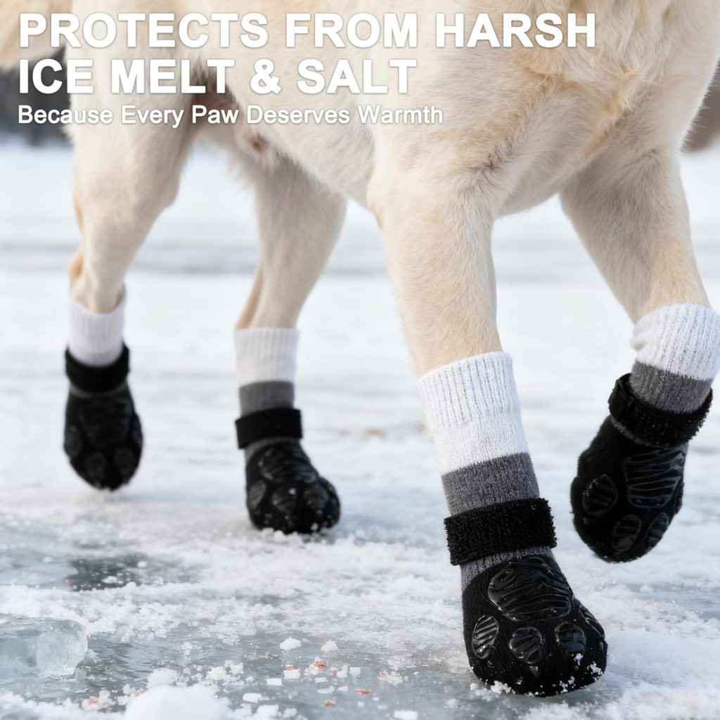 dog outside wearing booties