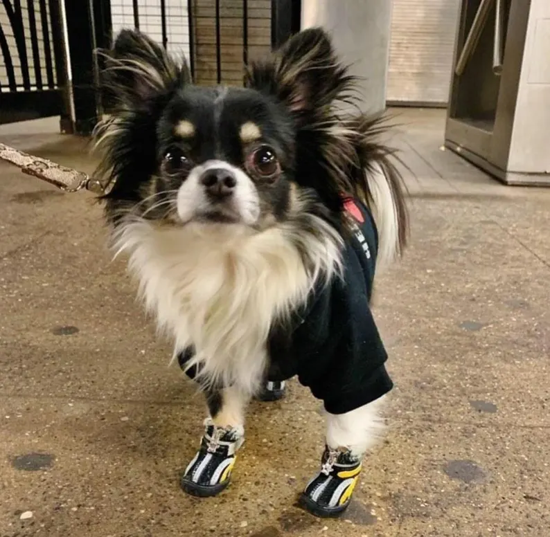 dog wearing boots