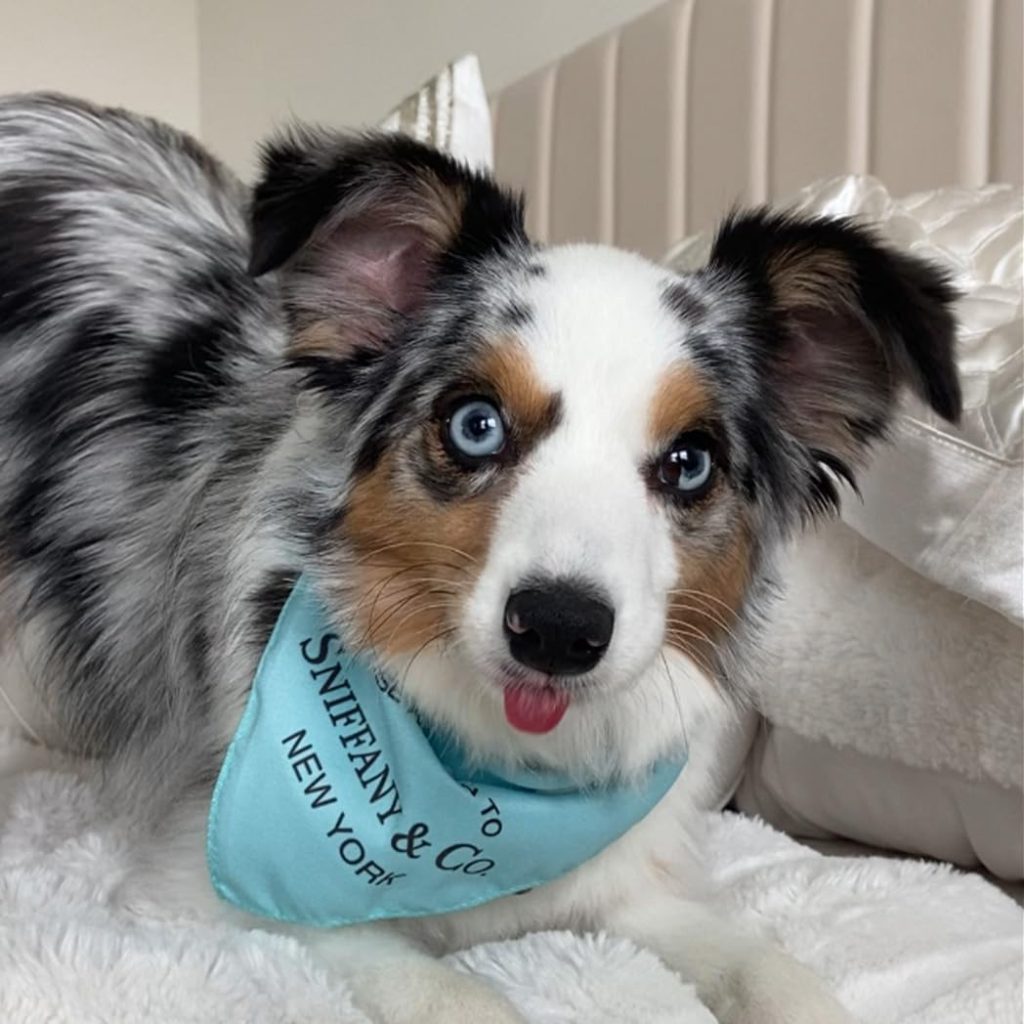 dog wearing blue bandana