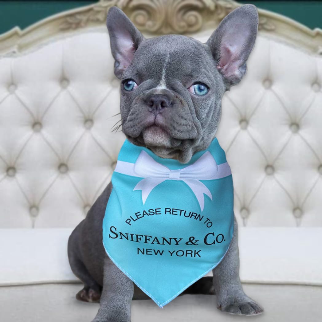 dog wearing blue bandana