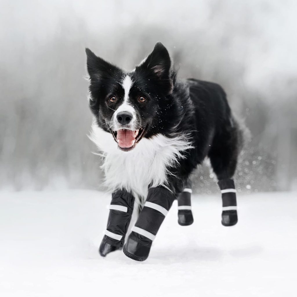 black and white dog wearing boots