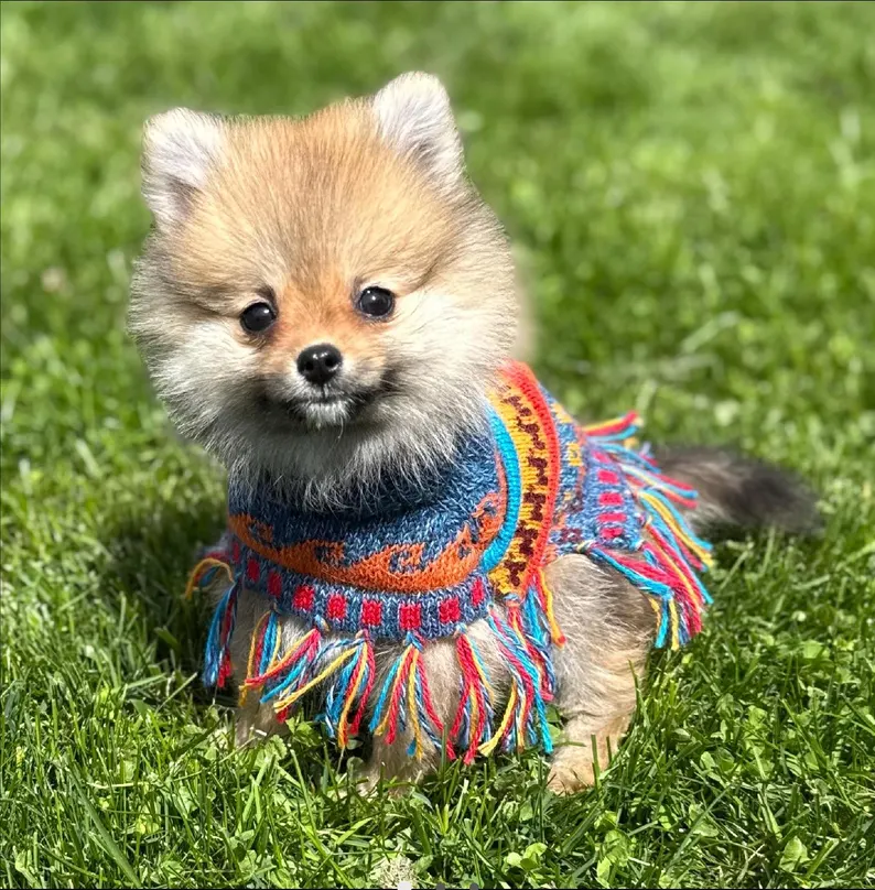 dog wearing colorful poncho
