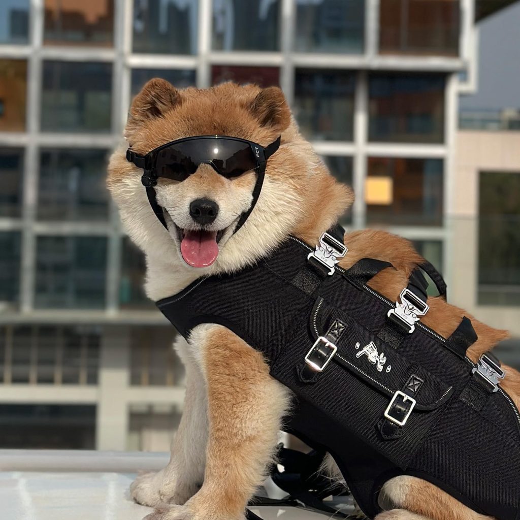 dog wearing black goggles and black vest