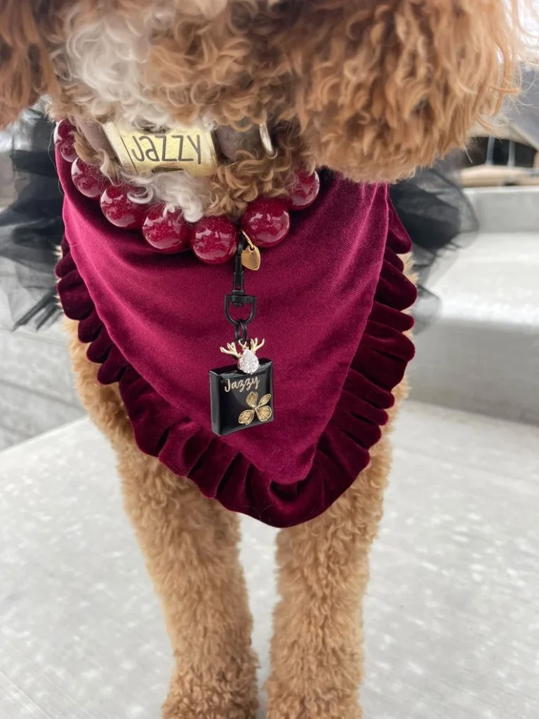 dog wearing burgundy bandana