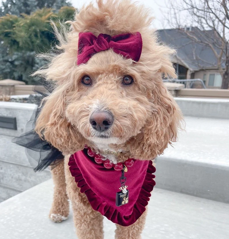 dog wearing burgundy bandana and bow