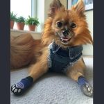 dog wearing denim harness