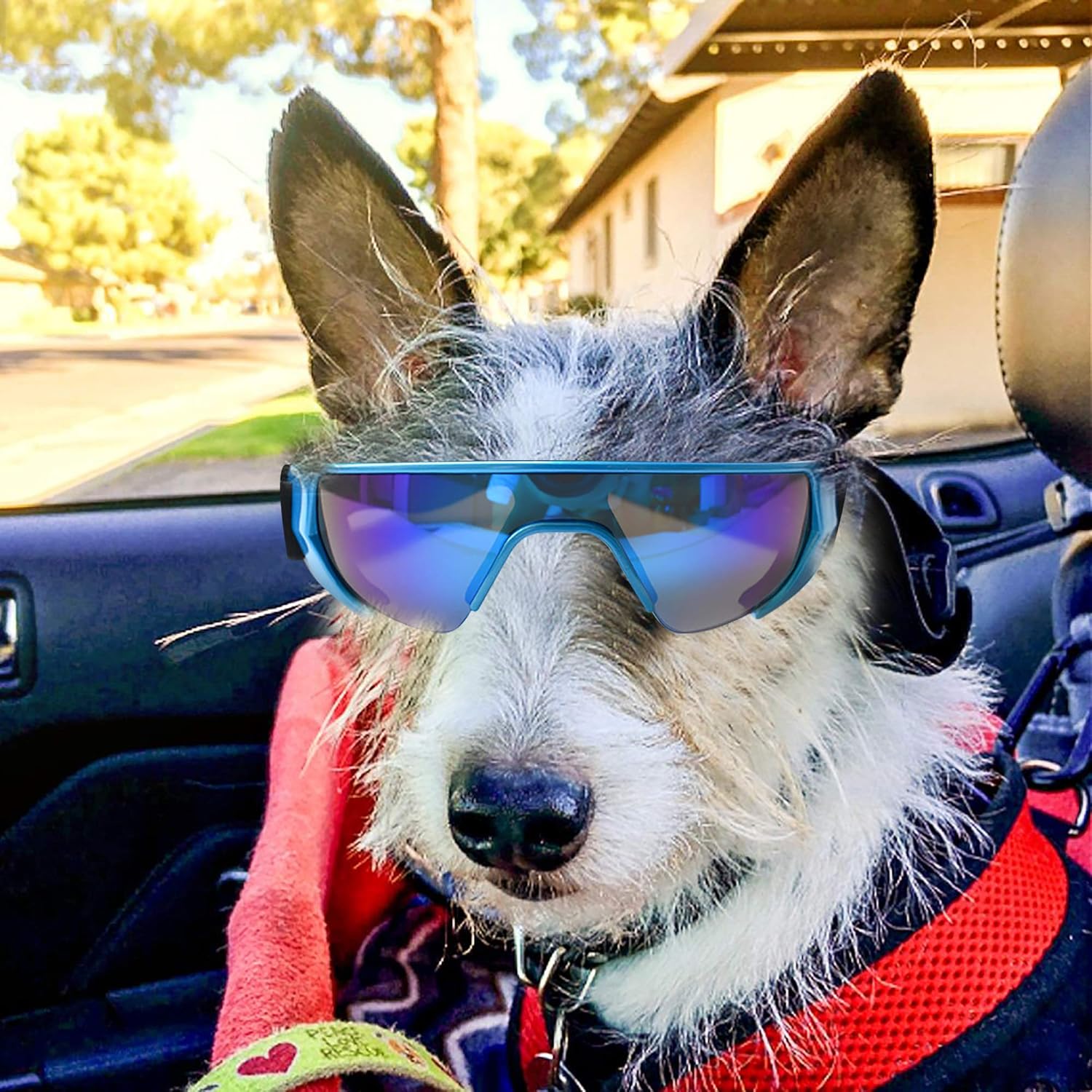 dog wearing blue goggles
