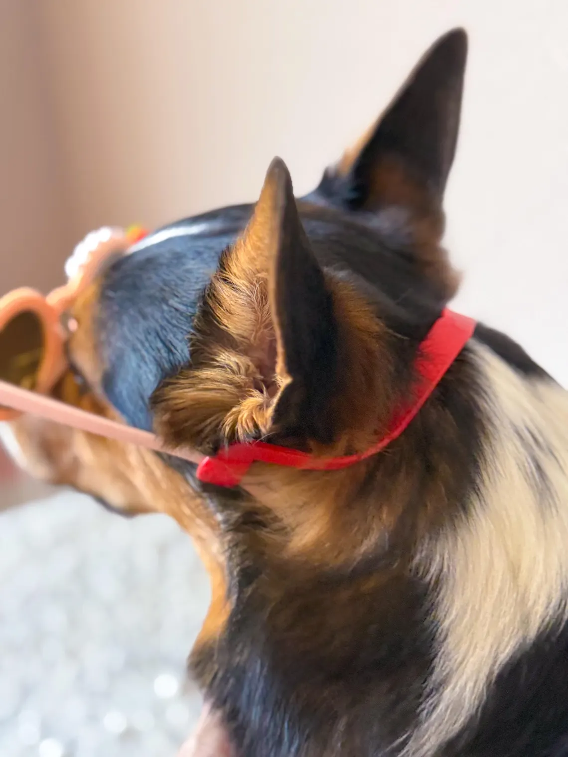 dog wearing sunglasses with red strap