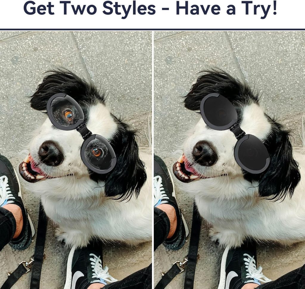 two dogs wearing glasses