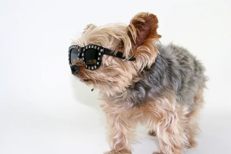 dog wearing black sunglasses