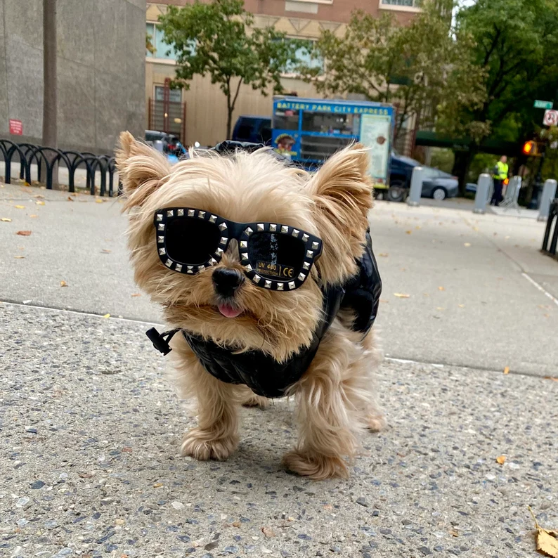 dog wearing black sunglasses