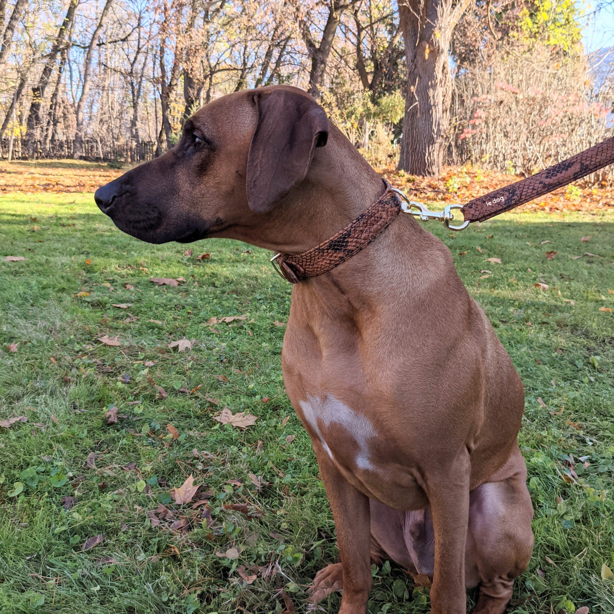 dog wearing collar and leash