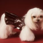 dog wearing leather jacket