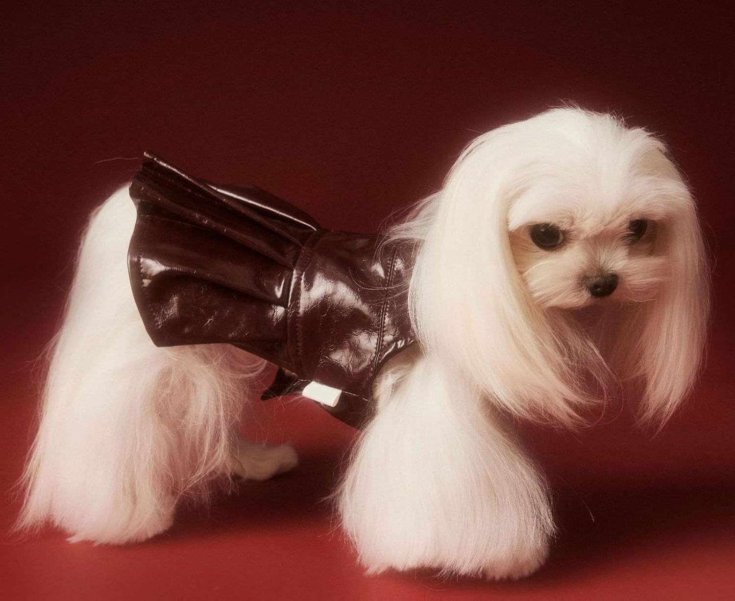 dog wearing leather jacket