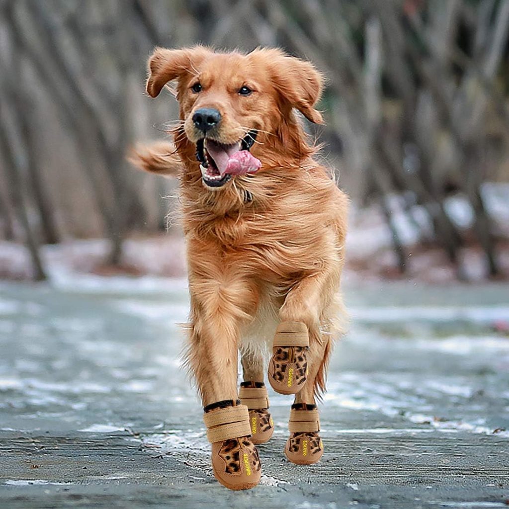 dog running wearing leopard boots