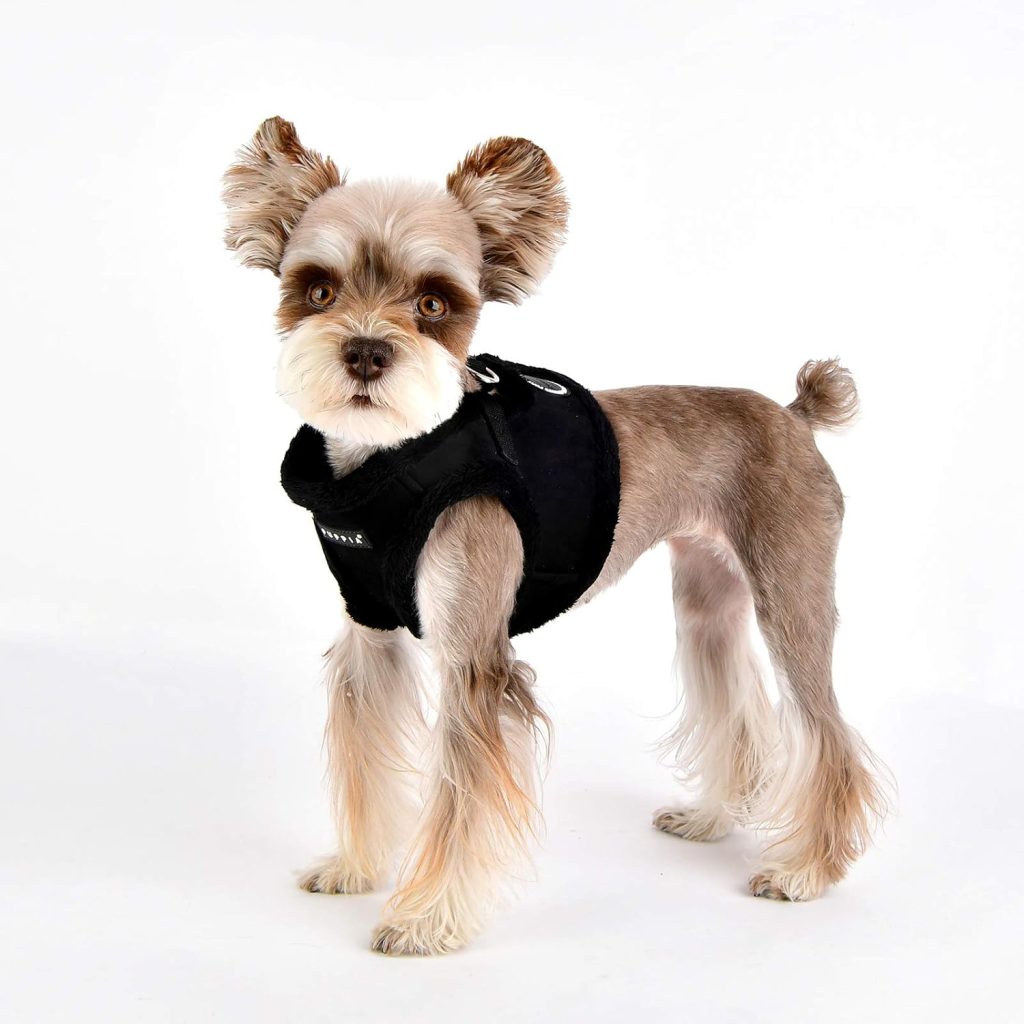 dog wearing black harness
