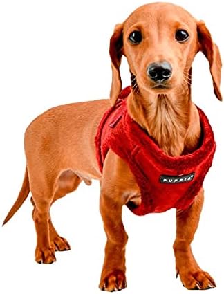 dog wearing red harness