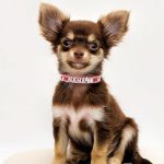 dog wearing rhinestone collar