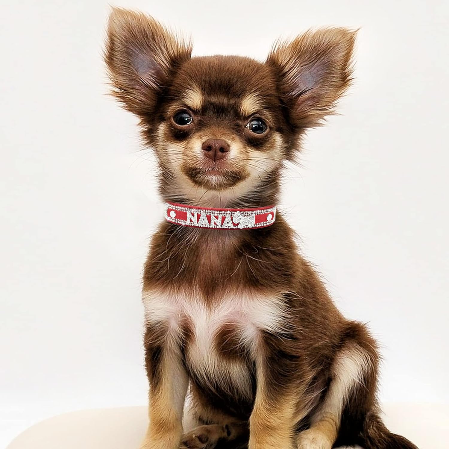 dog wearing rhinestone collar