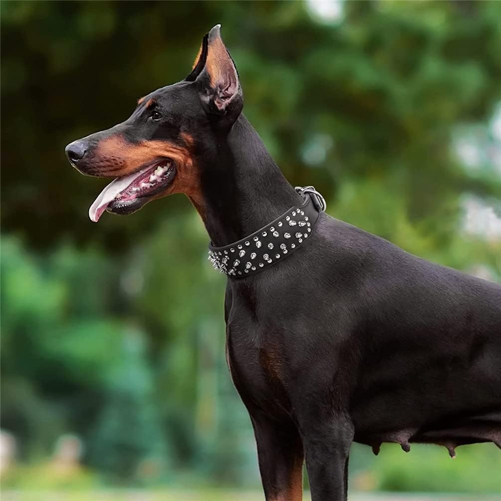 dog wearing spiked collar