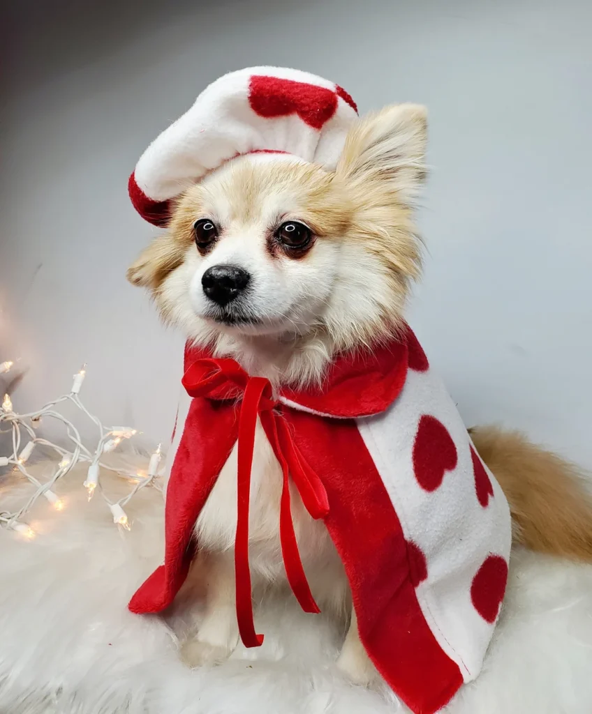 dog wearing beret and cape