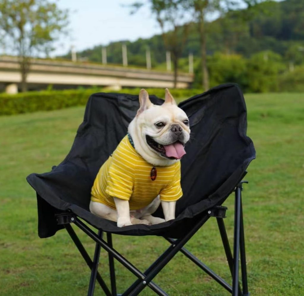 dog wearing yellow shirt