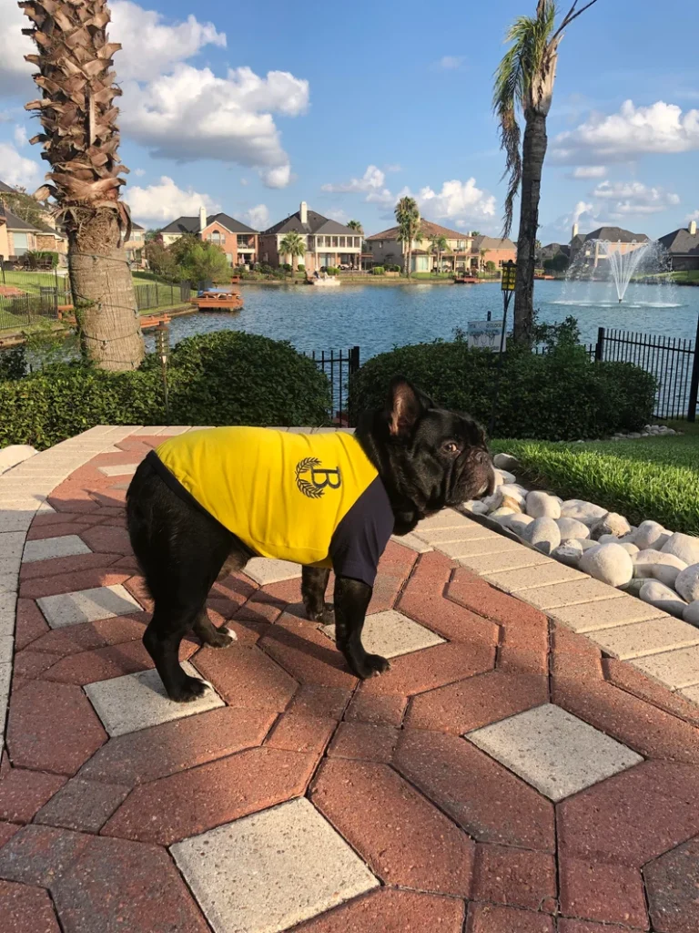 dog wearing gold and gray shirt