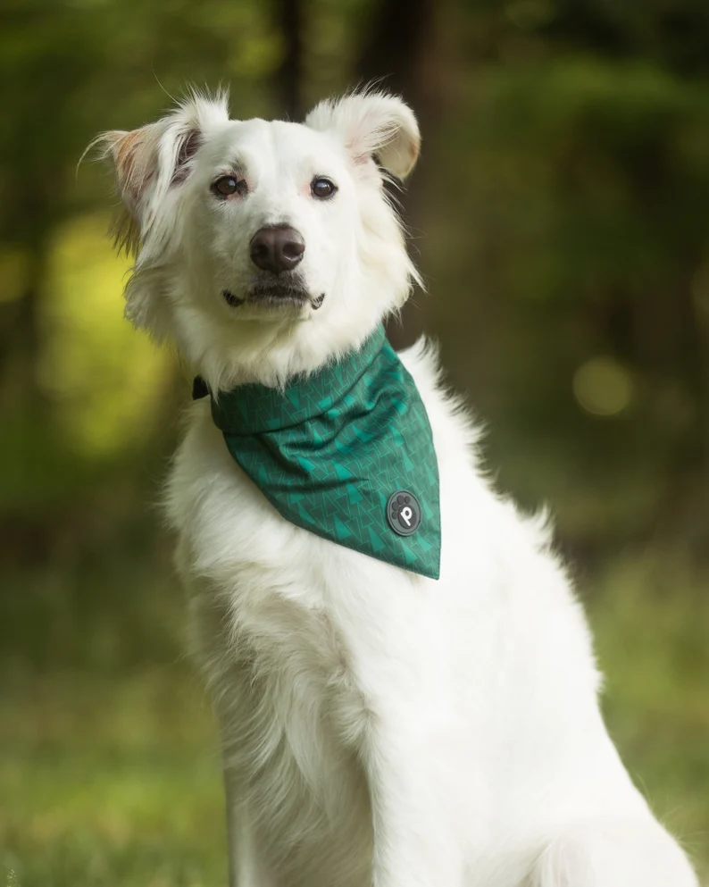 dog wearing bandana