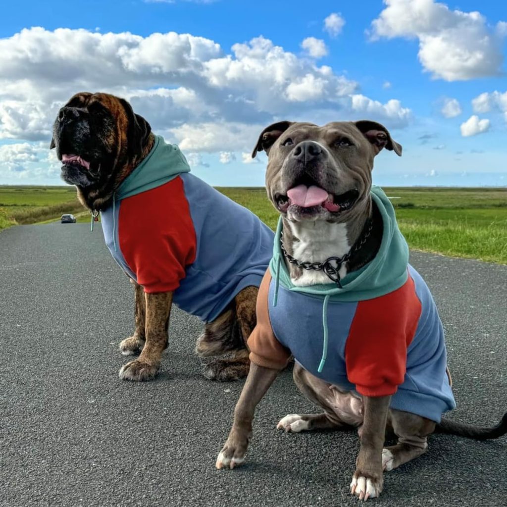two dogs wearing matching hoodies