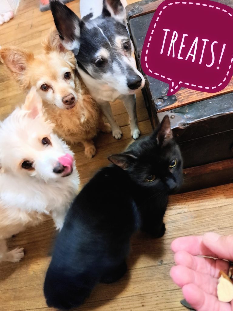 dogs and cat