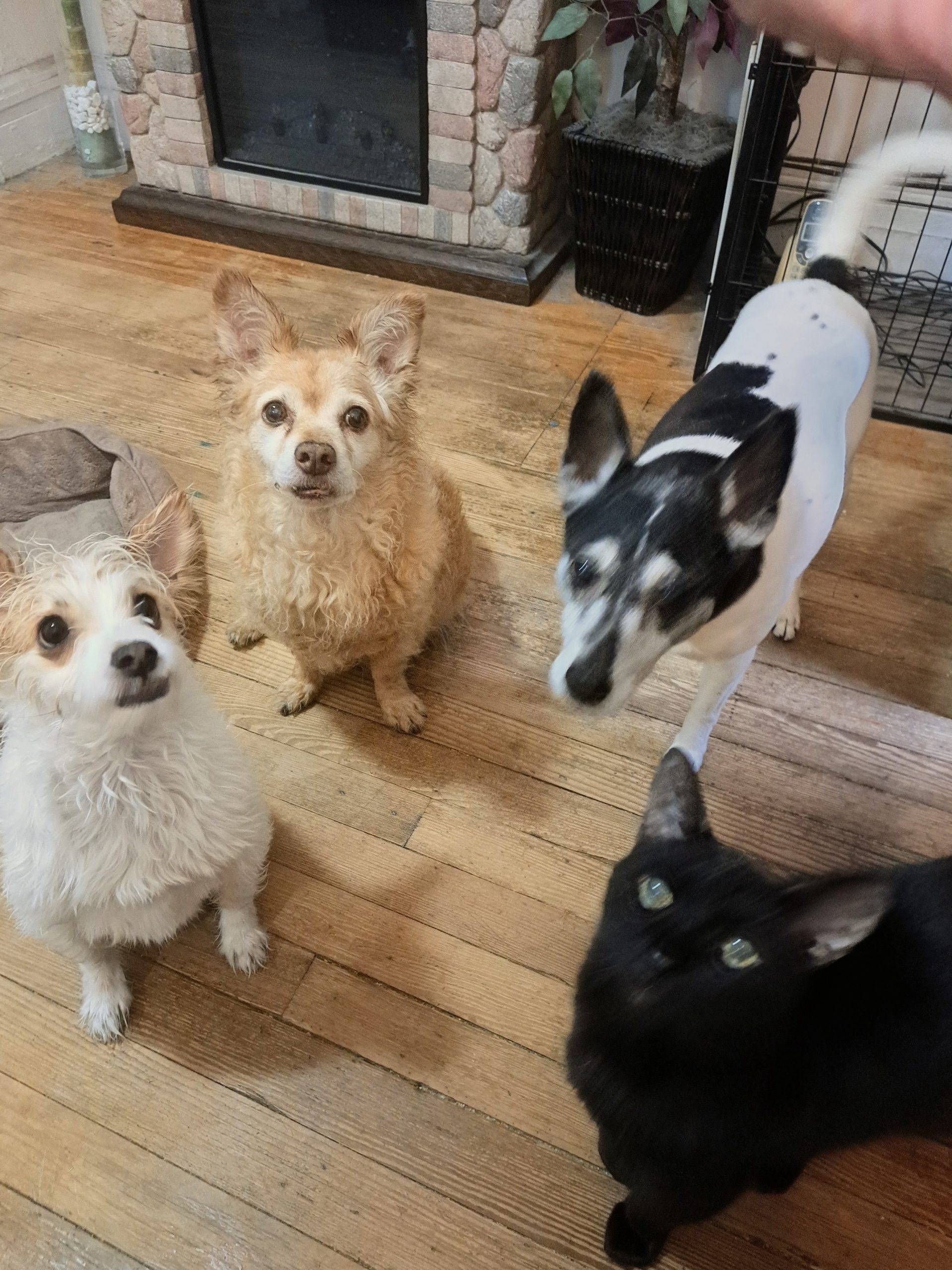 the dogs and bodhi