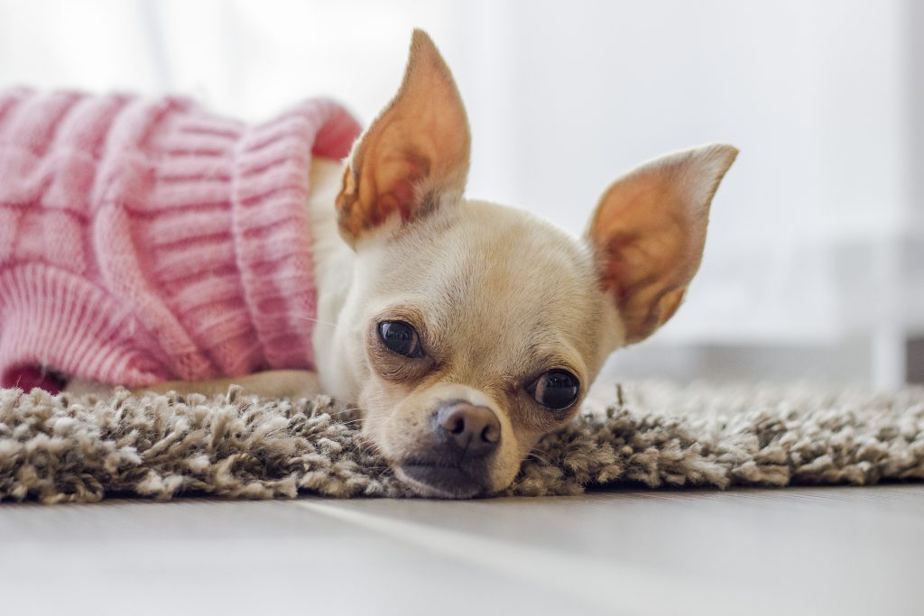 chihuahua in pink sweater