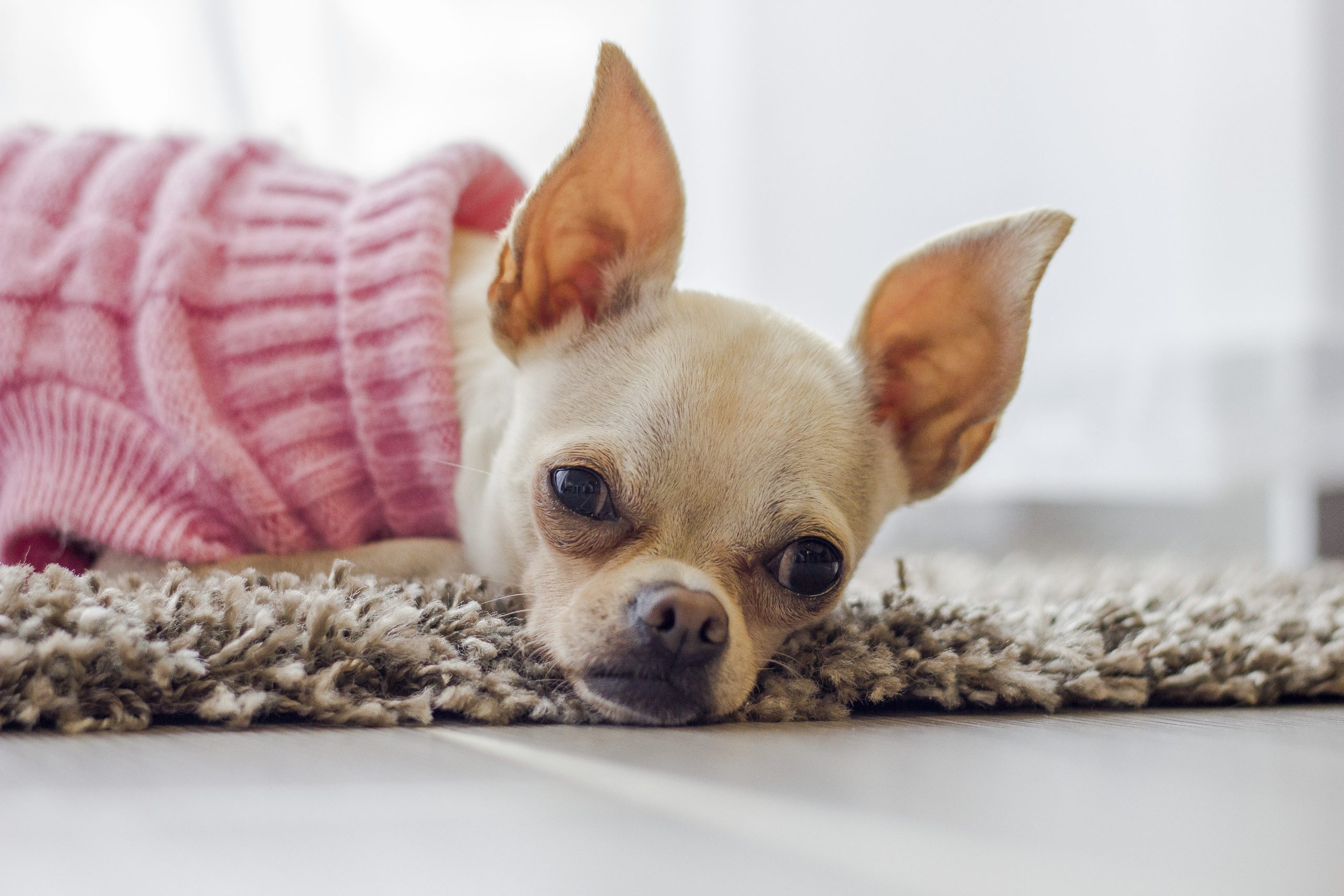 chihuahua in pink sweater