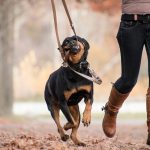 dog outdoors with owner