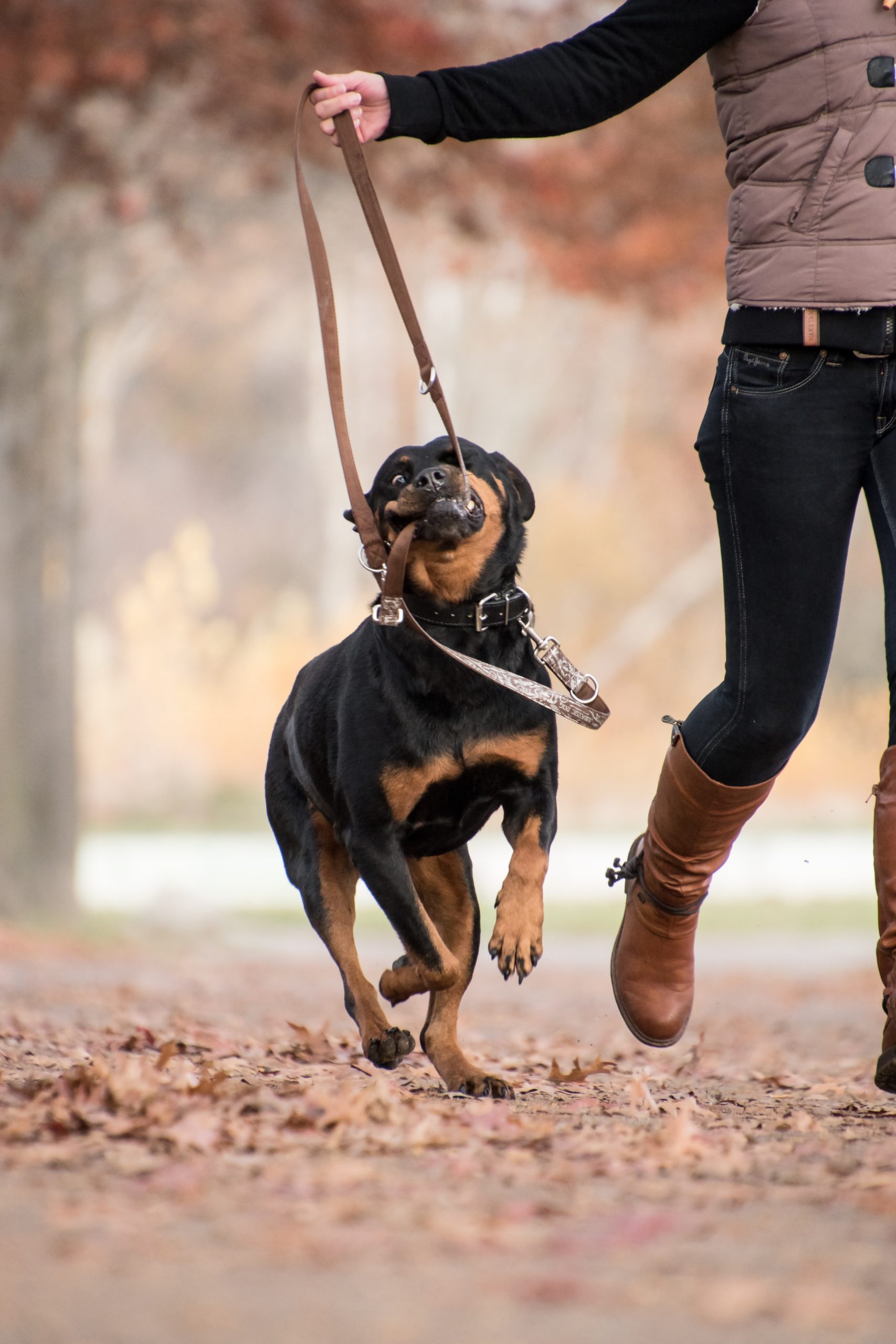 dog outdoors with owner