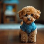 dog wearing blue sweater