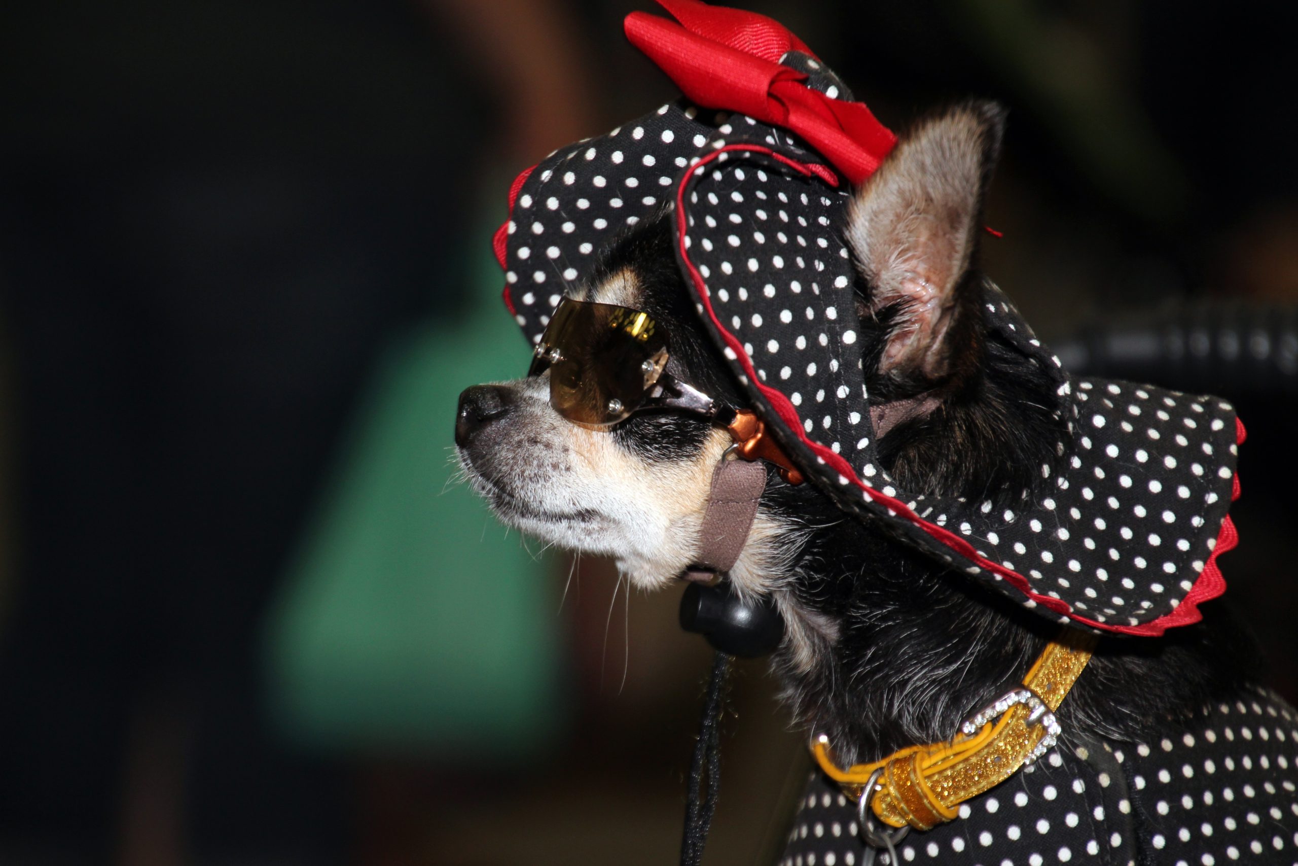 dog wearing hat and accessories